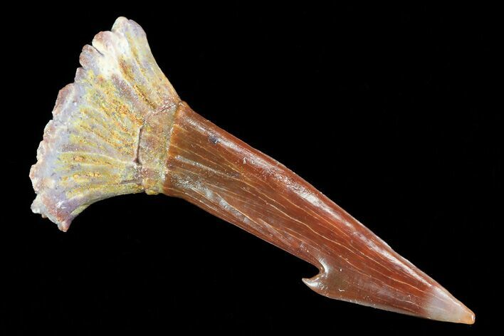 Cretaceous Giant Sawfish (Onchopristis) Rostral Barb #70068